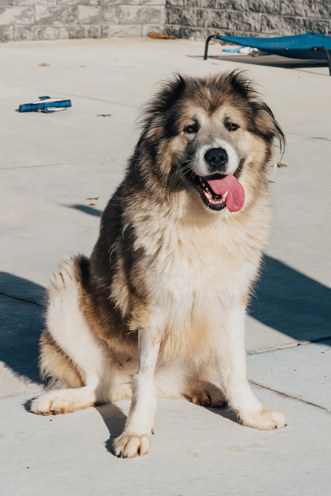 Poptart - Great Pyrenees