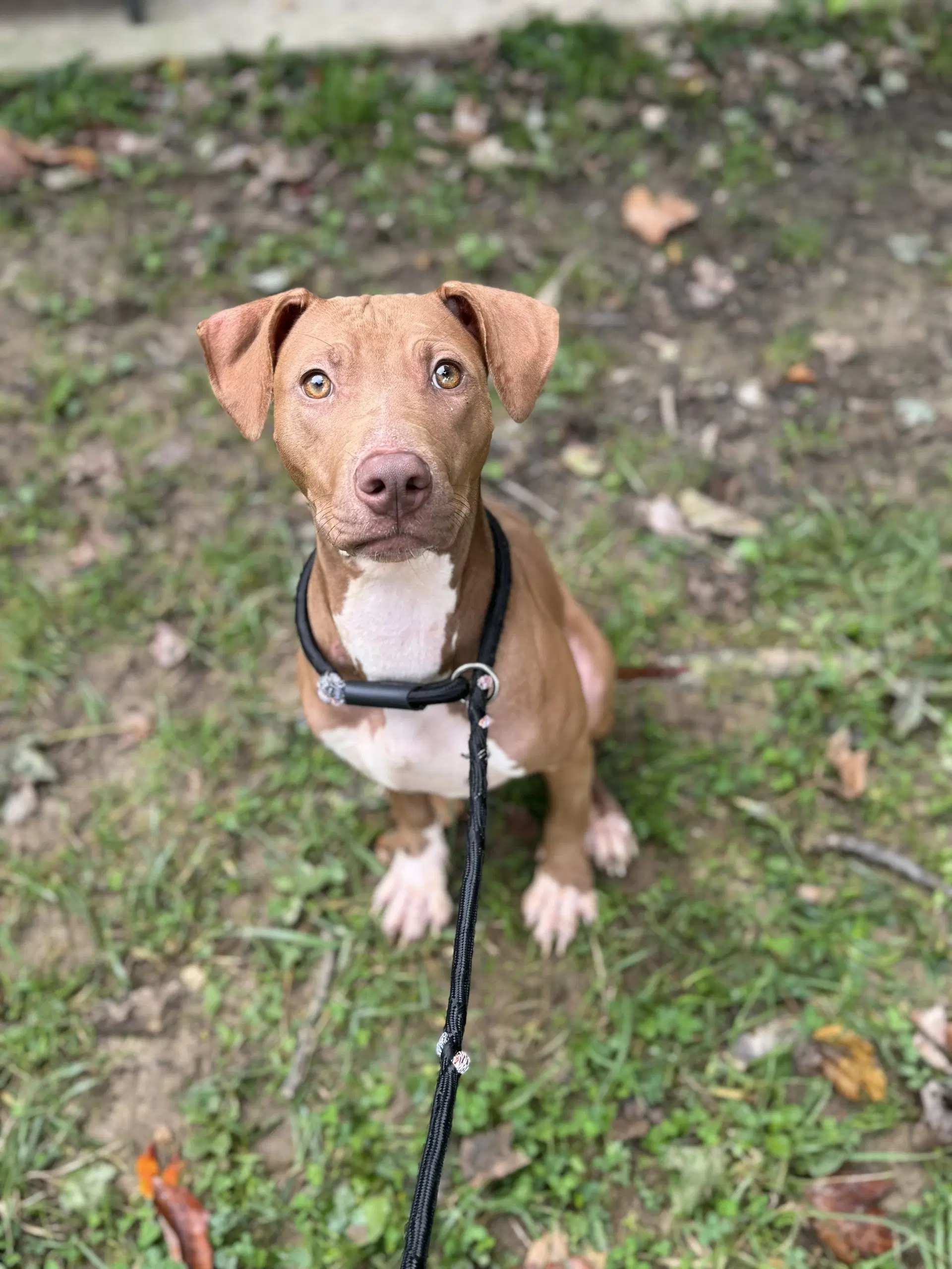 Horton - Miniature Bull Terrier