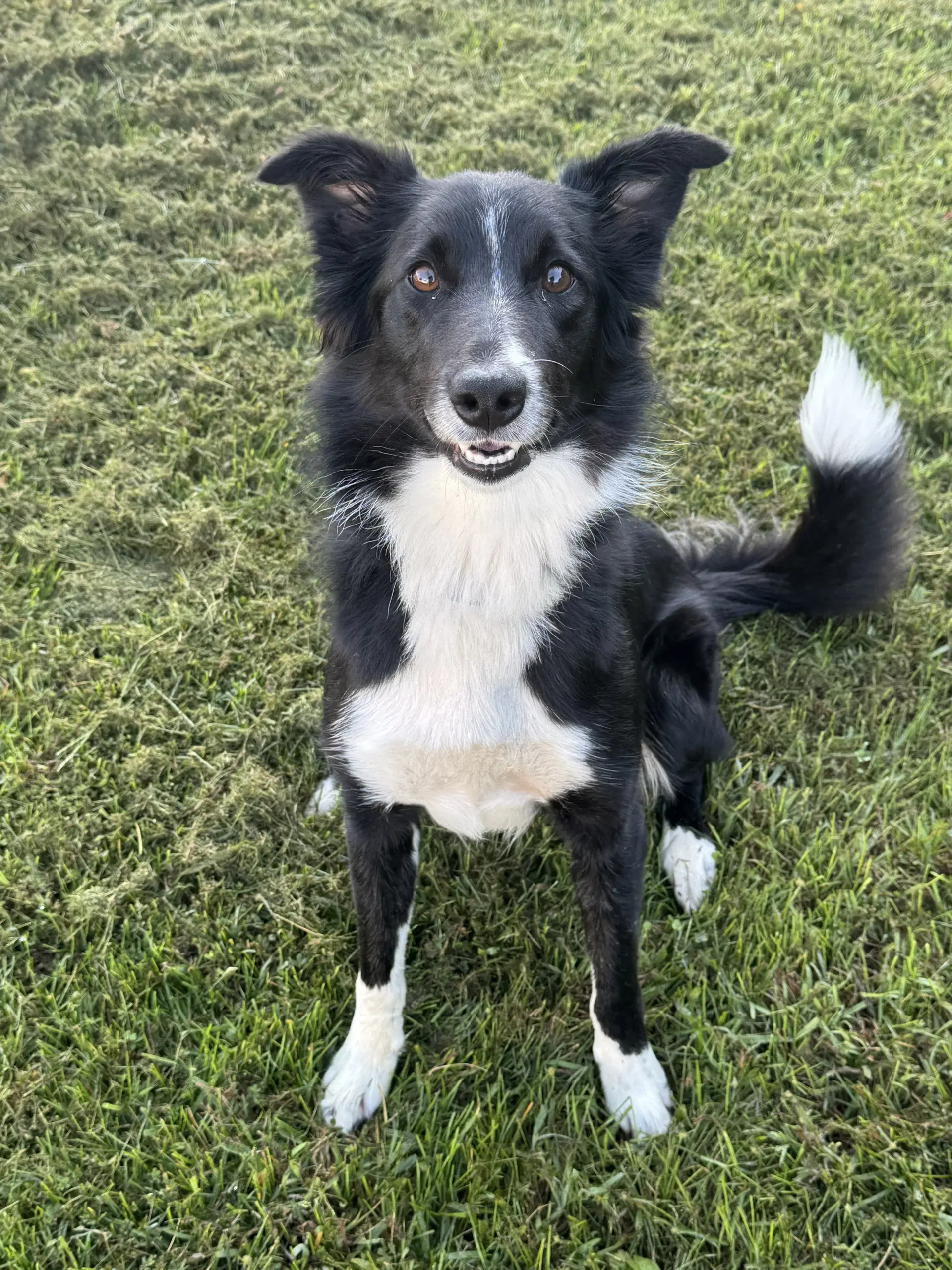 Oreo - Border Collie