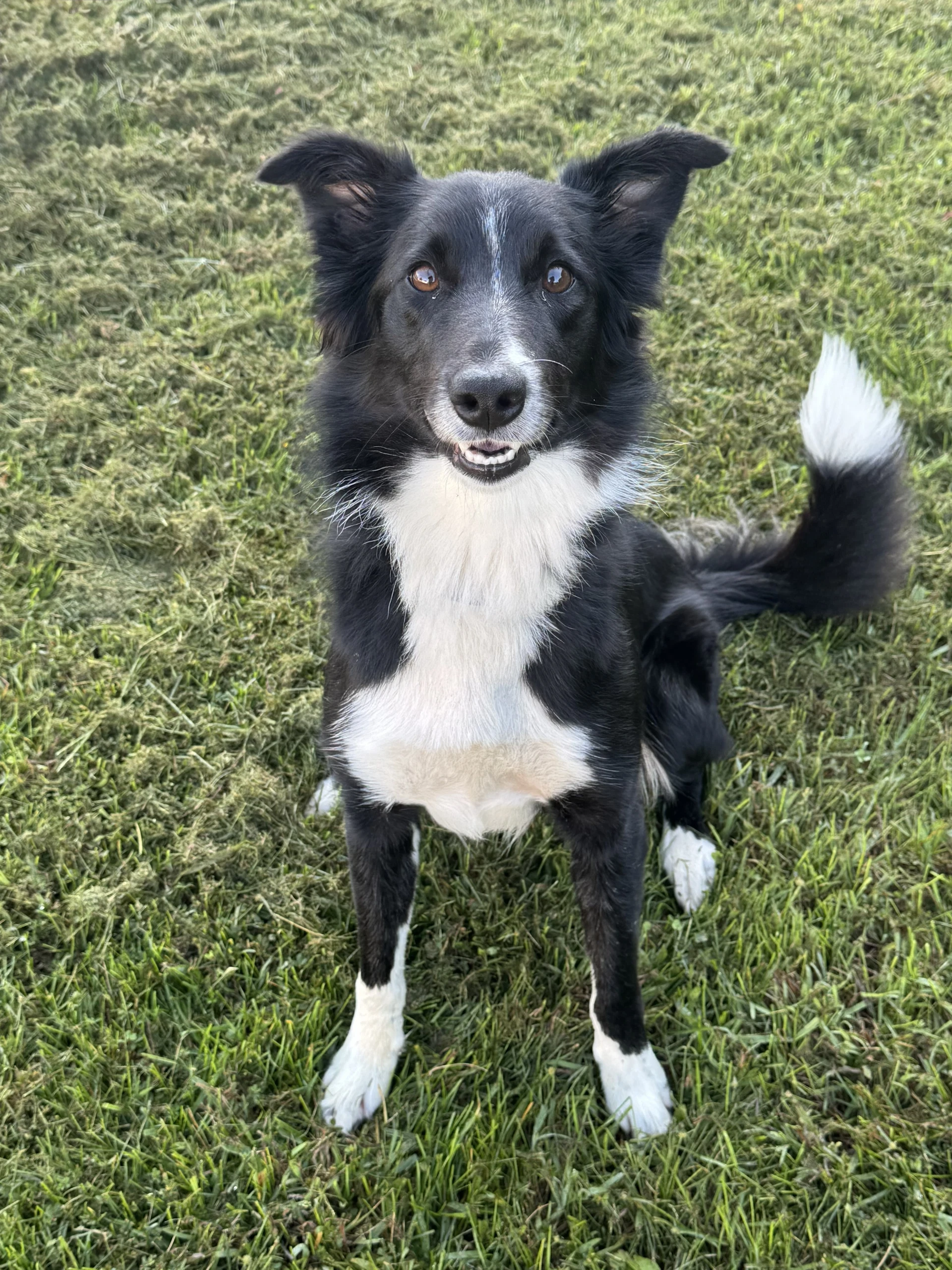 Oreo
