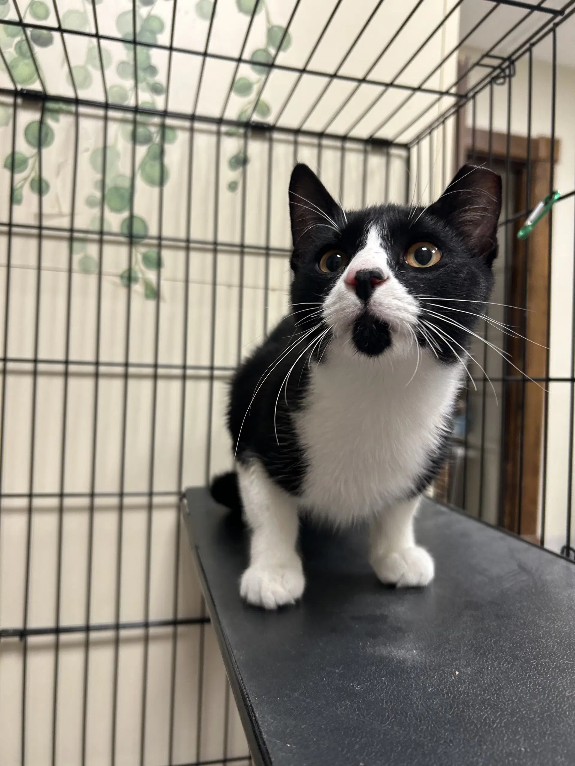 Dot - Domestic Short Hair