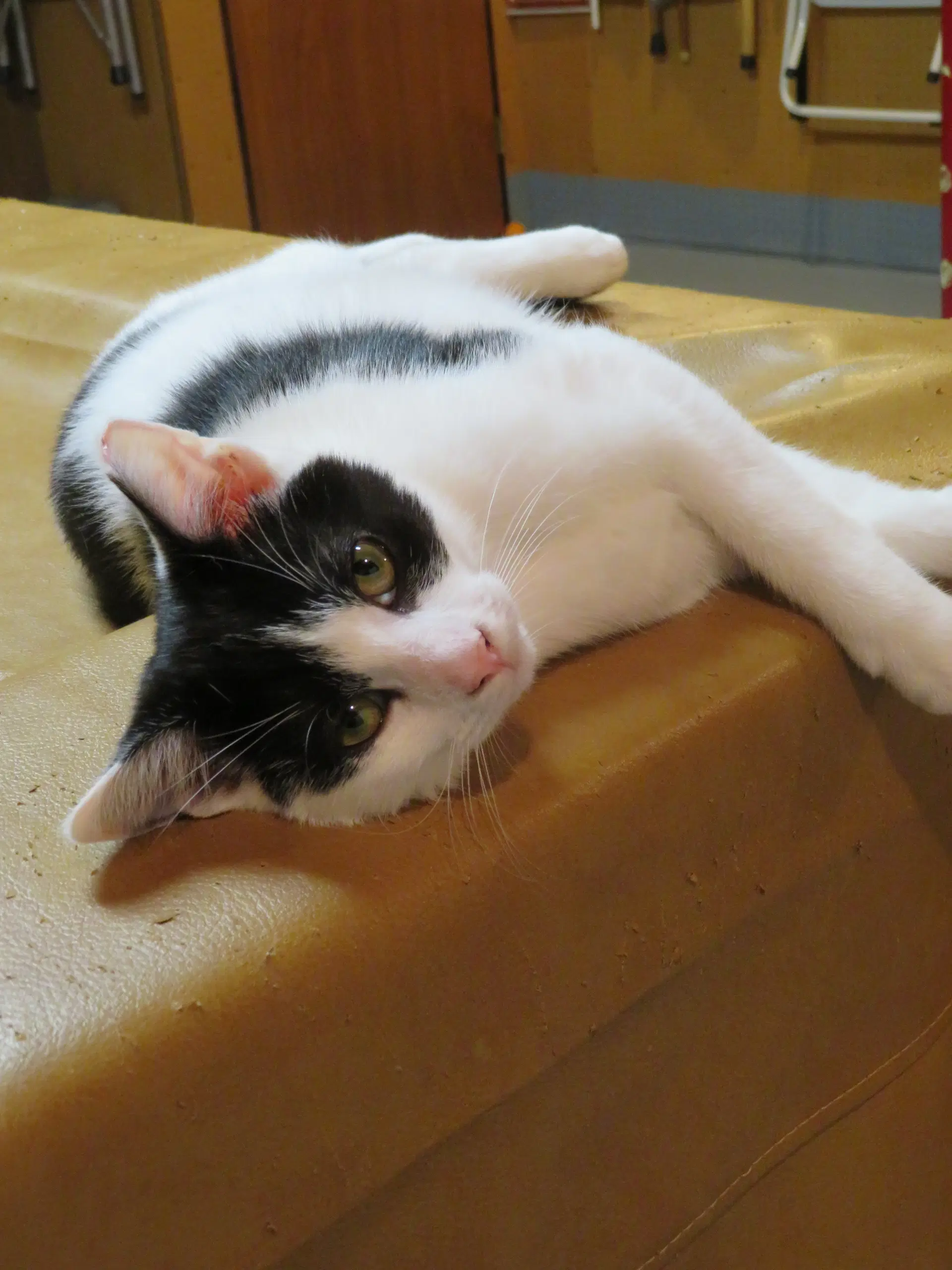 Bandit - Domestic Short Hair