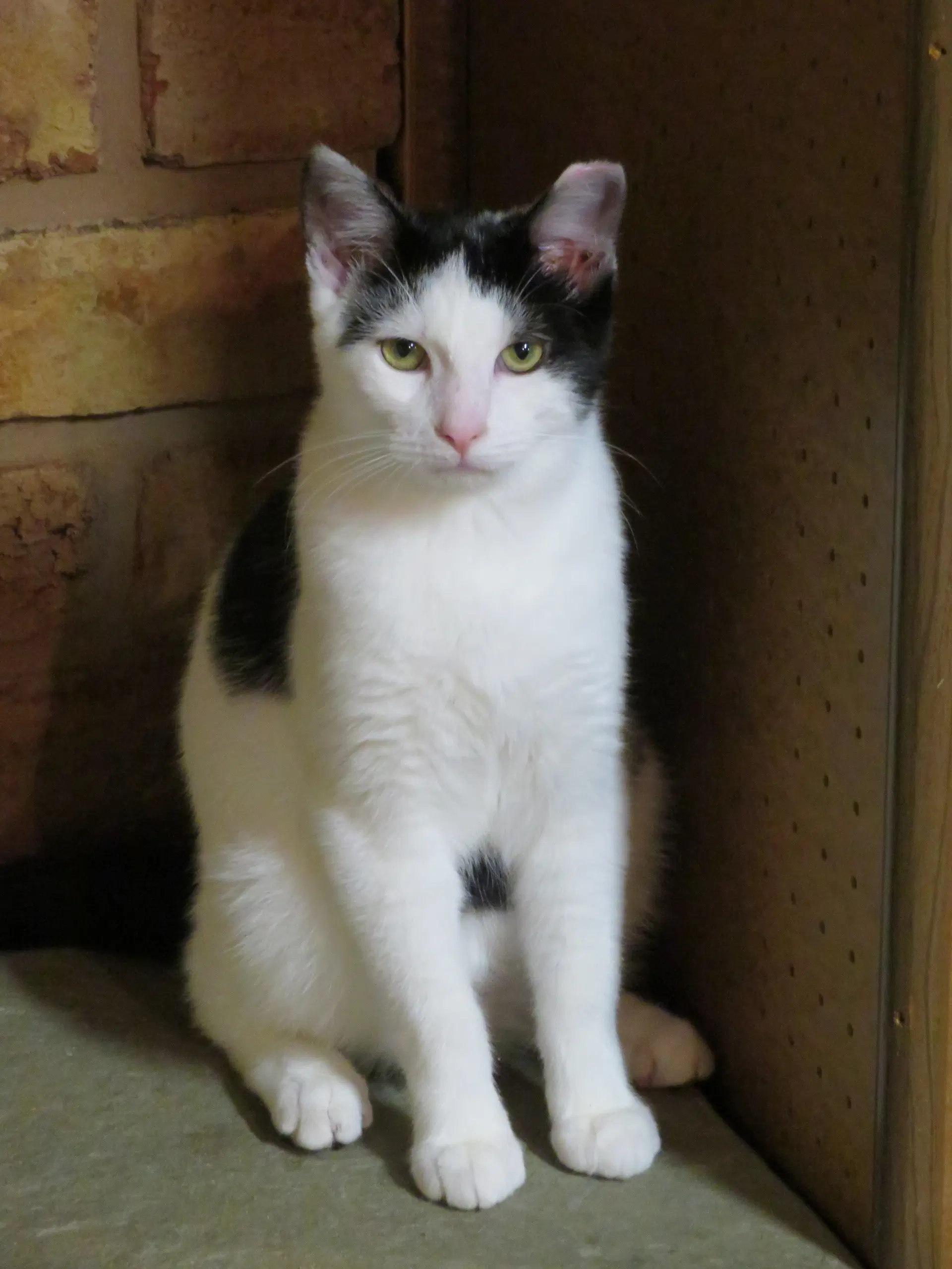 Rebel - Domestic Short Hair