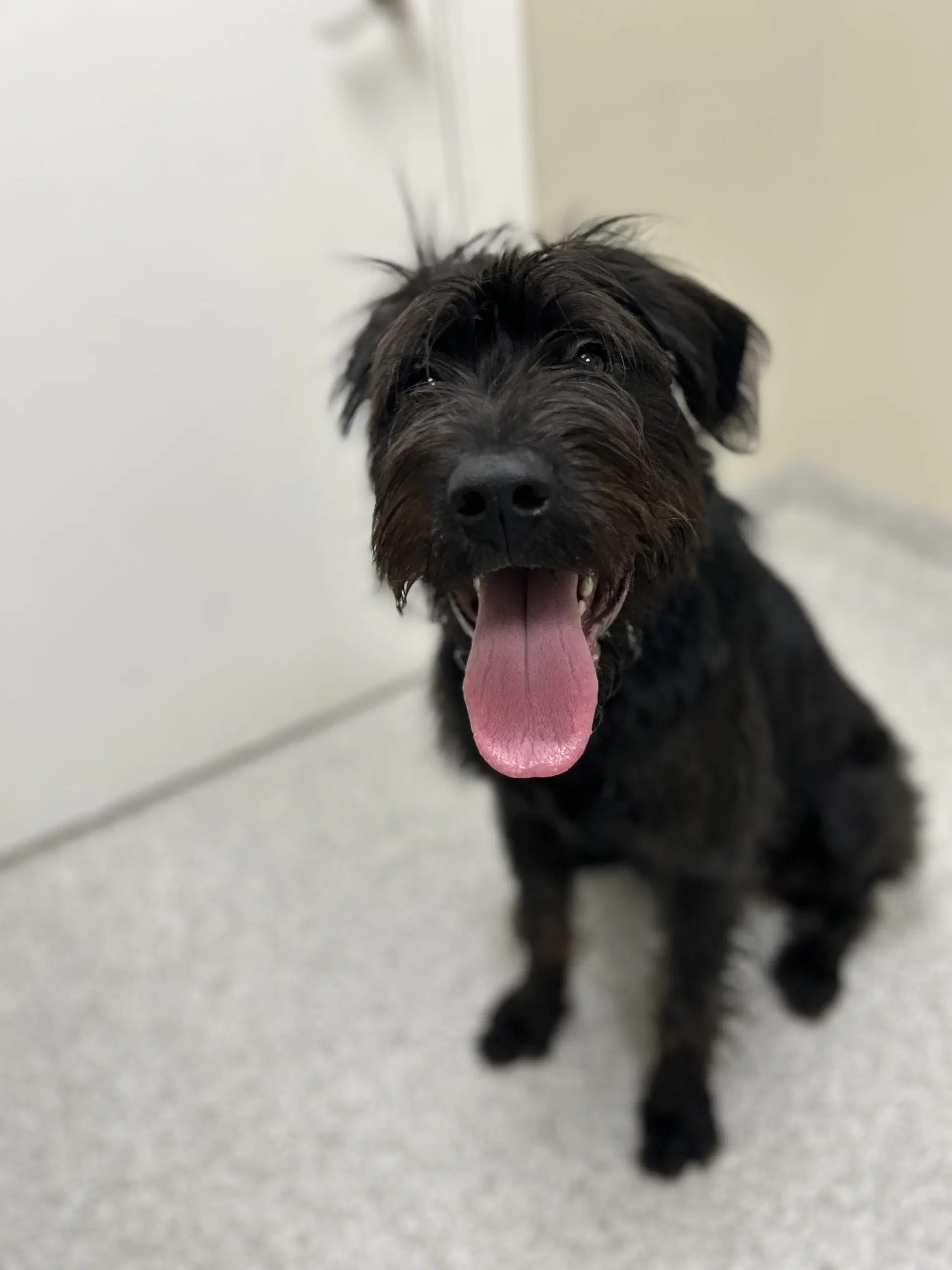 Nyx - Giant Schnauzer