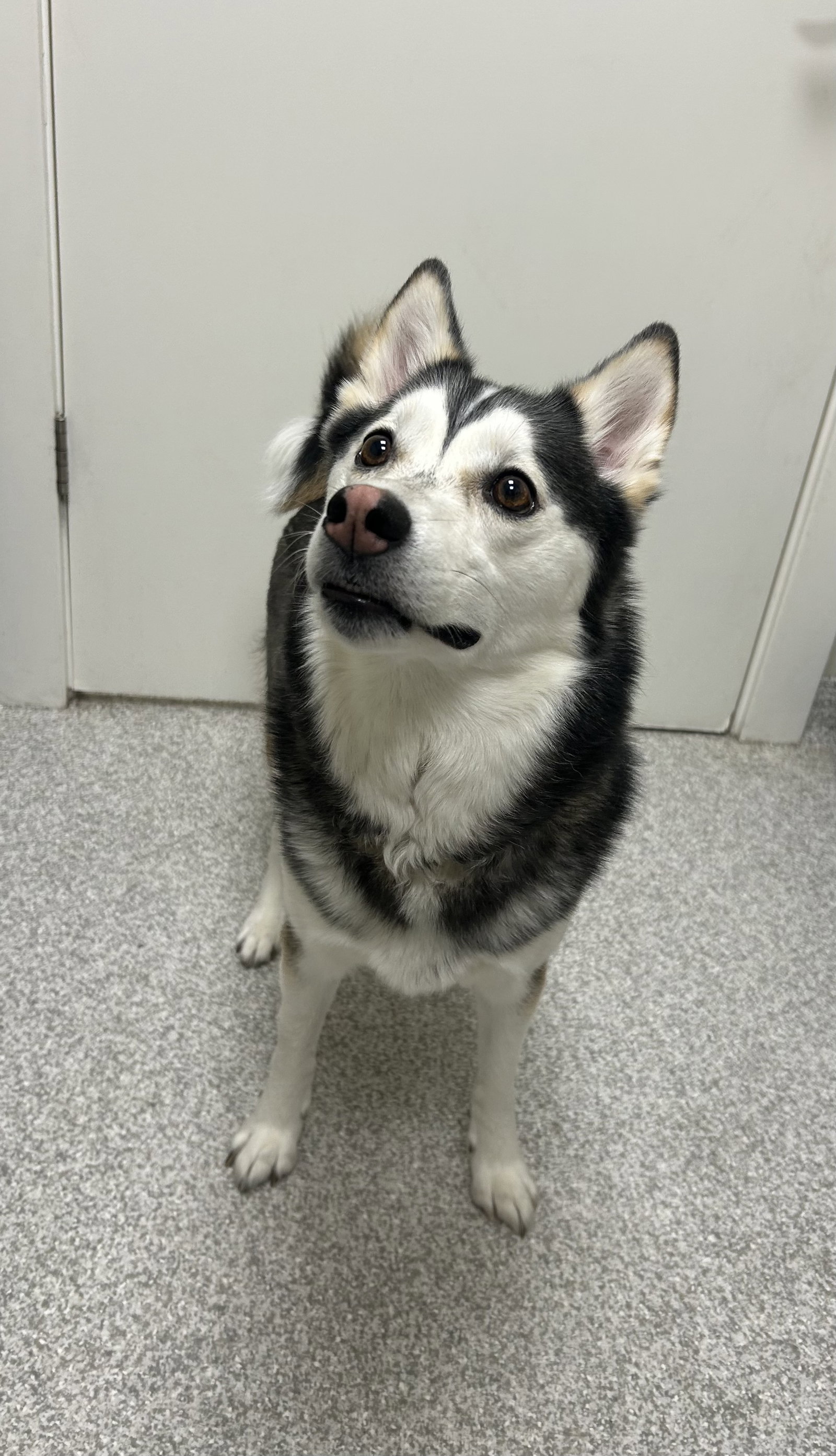 Tonka
