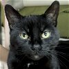 adoptable Cat in fort atkinson, WI named Hope