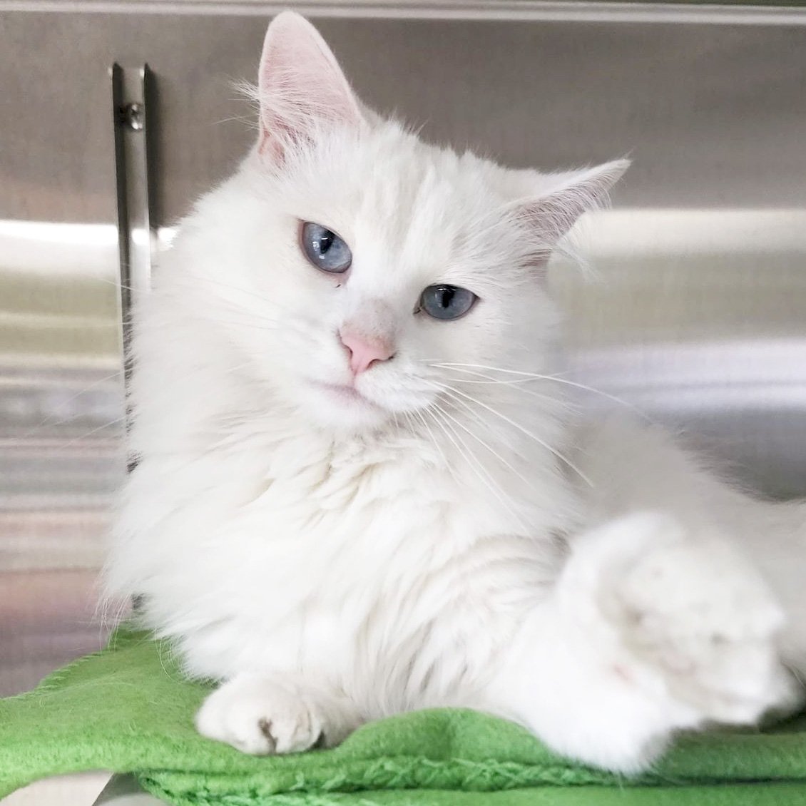 Adoptable Cats — Humane Society of Jefferson County, Wisconsin