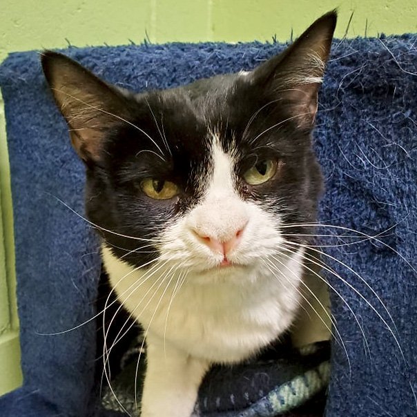 adoptable Cat in Whitewater, WI named Tootsie