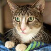 adoptable Cat in jefferson, WI named Mylo - Name Your Own Adoption Fee!