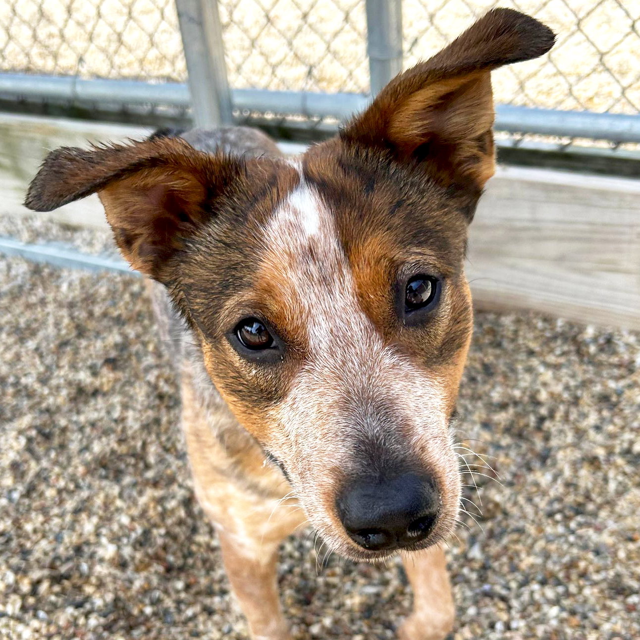Dog for Adoption Sutton Jo, a Cattle Dog in Johnson Creek, WI Alpha Paw