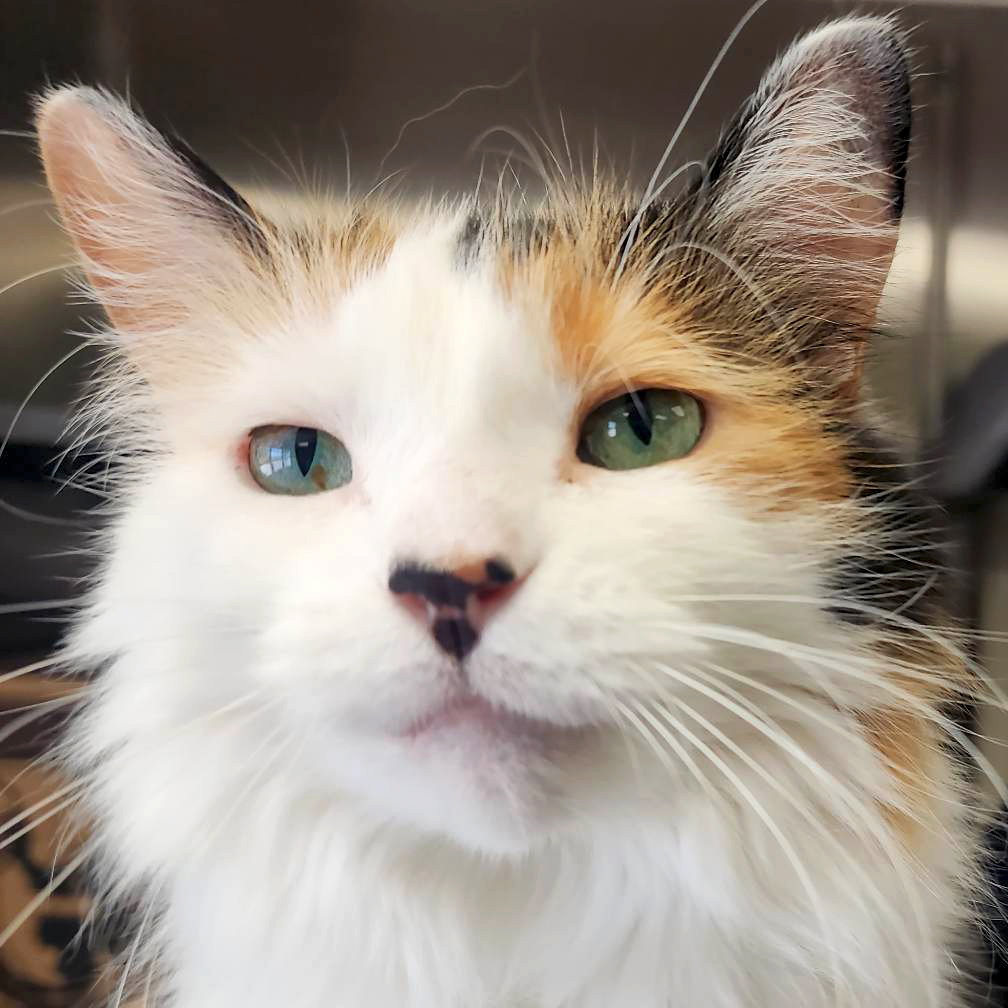 Cats for Adoption in Dane, Wisconsin Alpha Paw