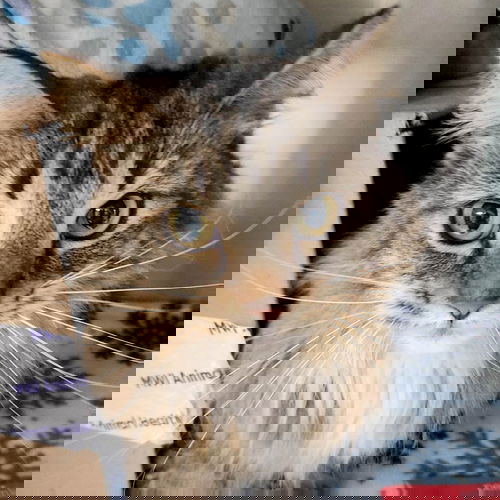 picture of the cat needing adoption