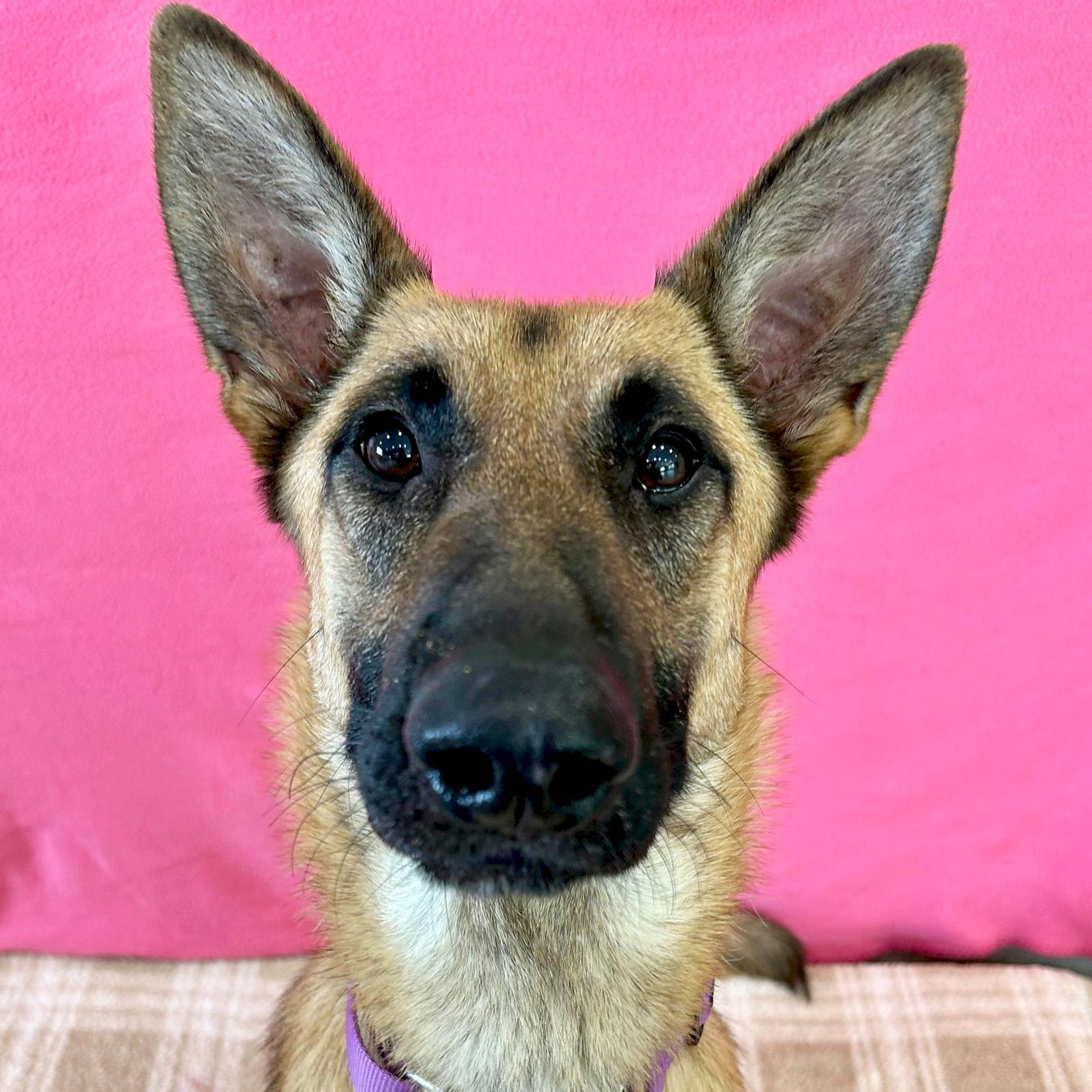 Dog for Adoption - Nala, a German Shepherd Dog in Brooklyn, WI | Alpha Paw