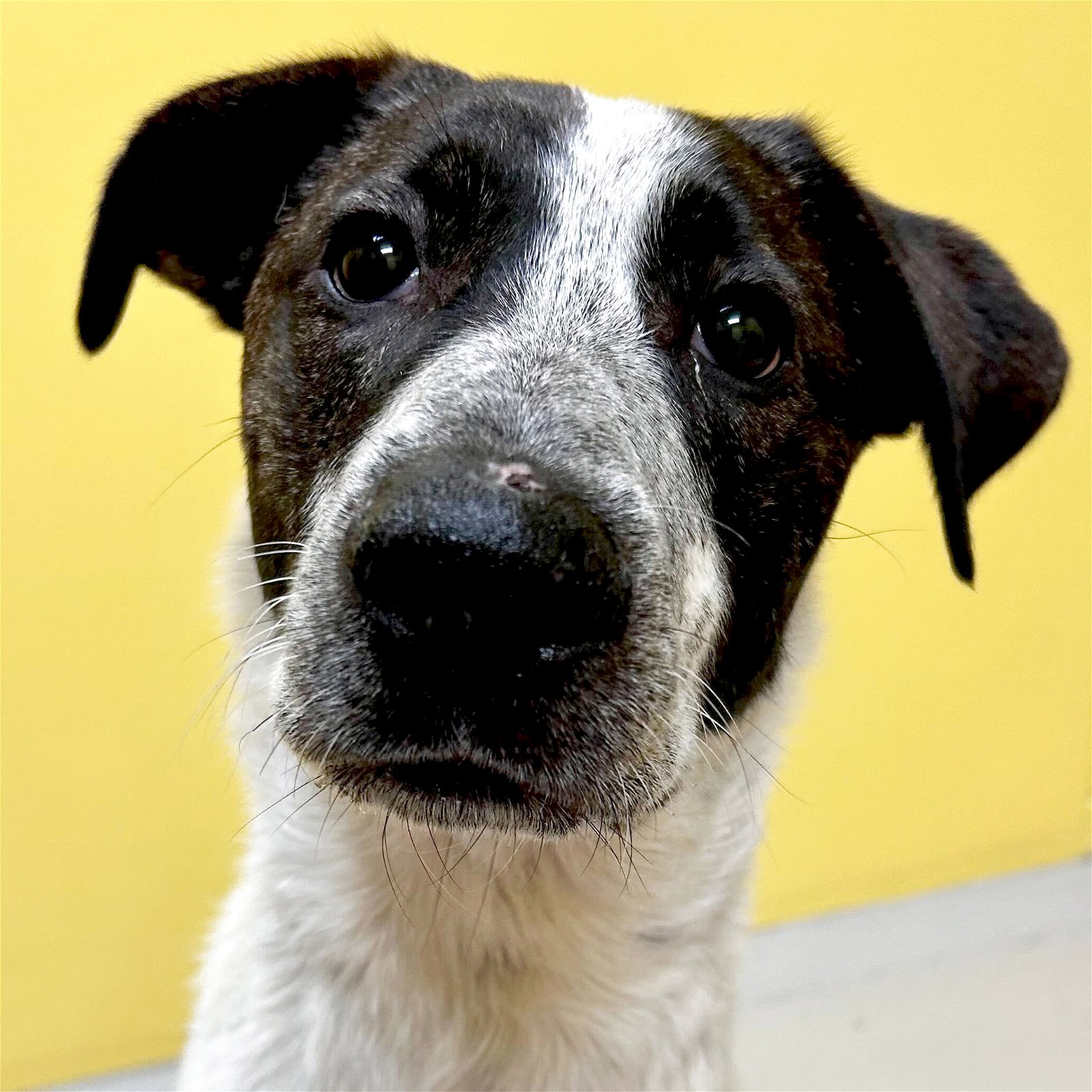adoptable Dog in Fort Atkinson, WI named Sherry
