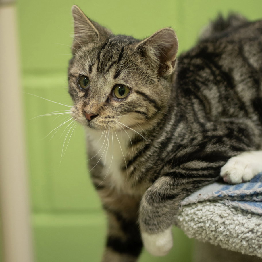 Cat adoption in Fort Atkinson, WI 53538 Domestic Short Hair (short
