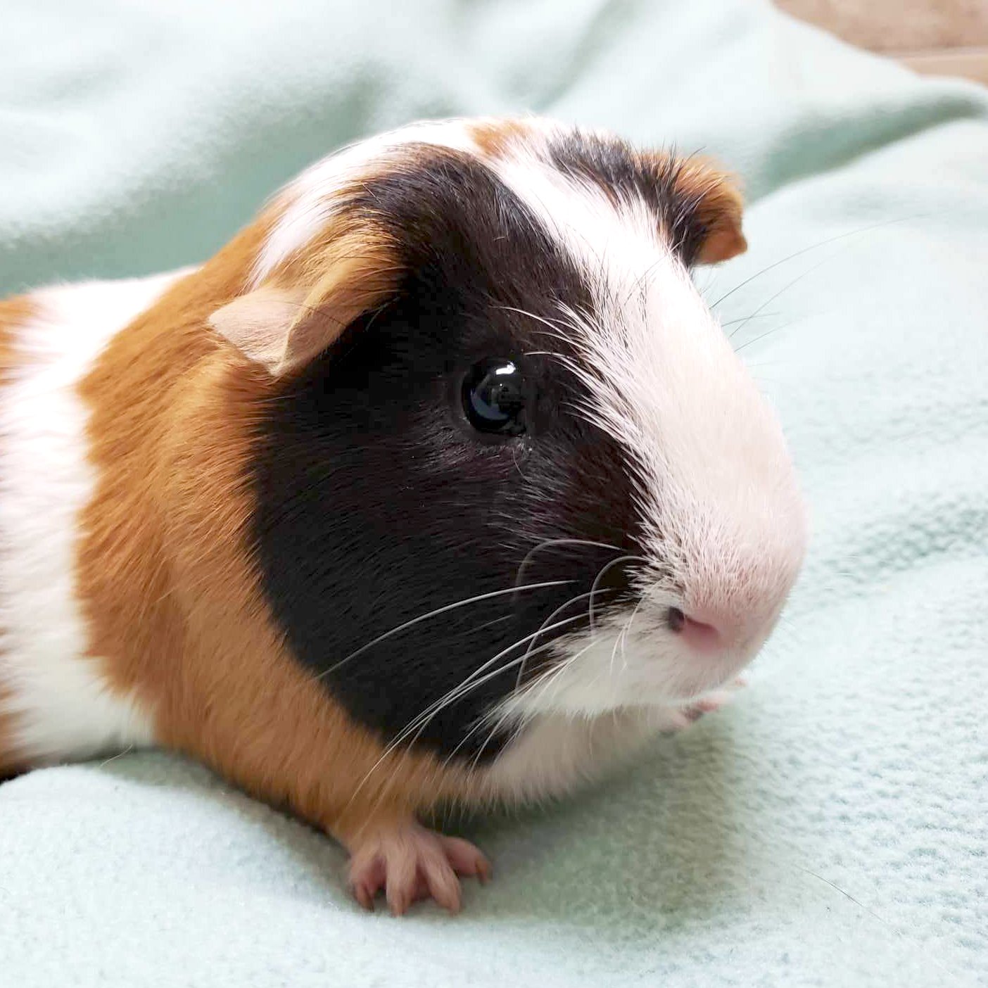 adoptable Guinea Pig in Fort Atkinson, WI named Taffy - Bonded with Leeloo