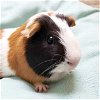 adoptable Guinea Pig in , WI named Taffy - Bonded with Leeloo