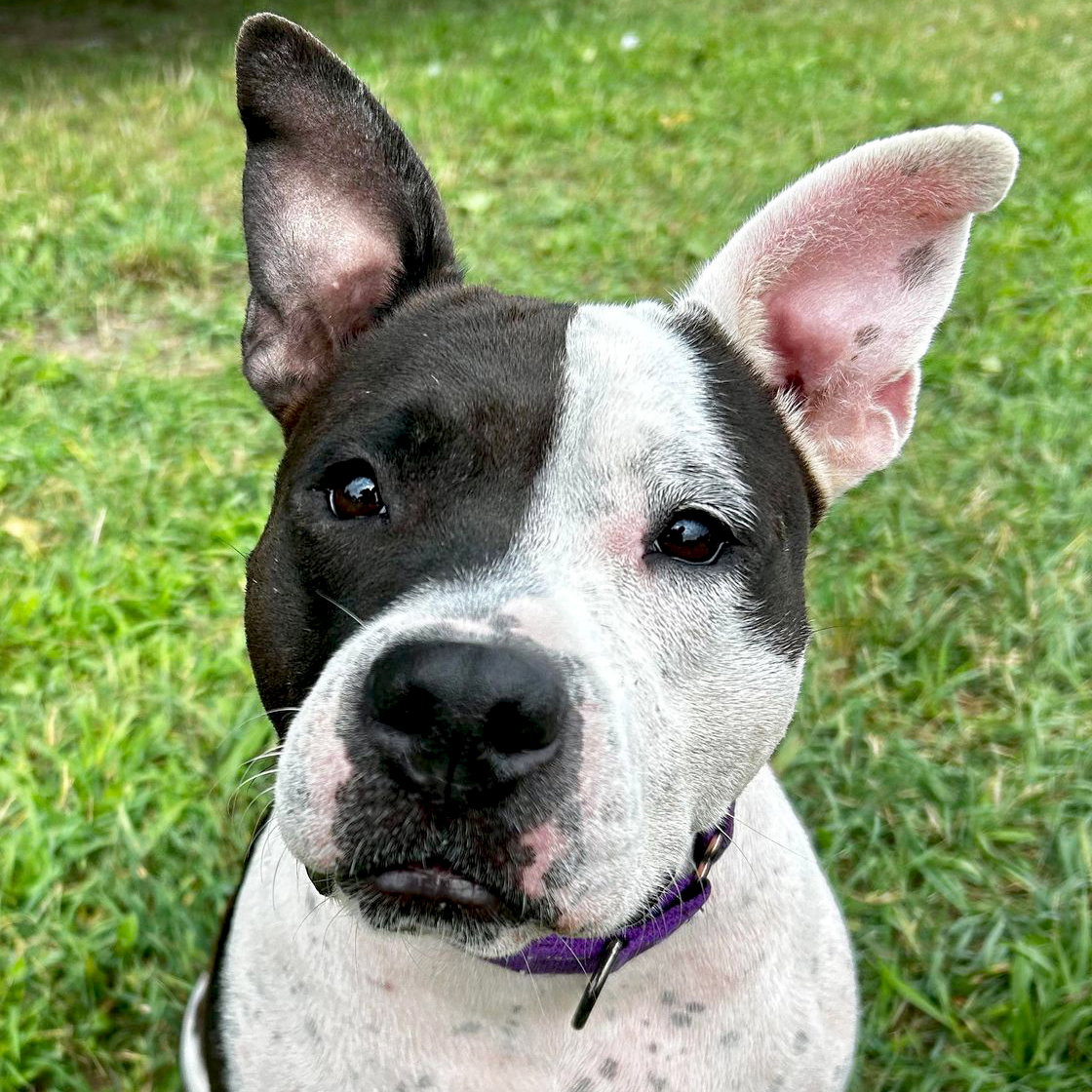 Dog adoption in Fort Atkinson, WI 53538 Pit Bull Terrier / Mixed