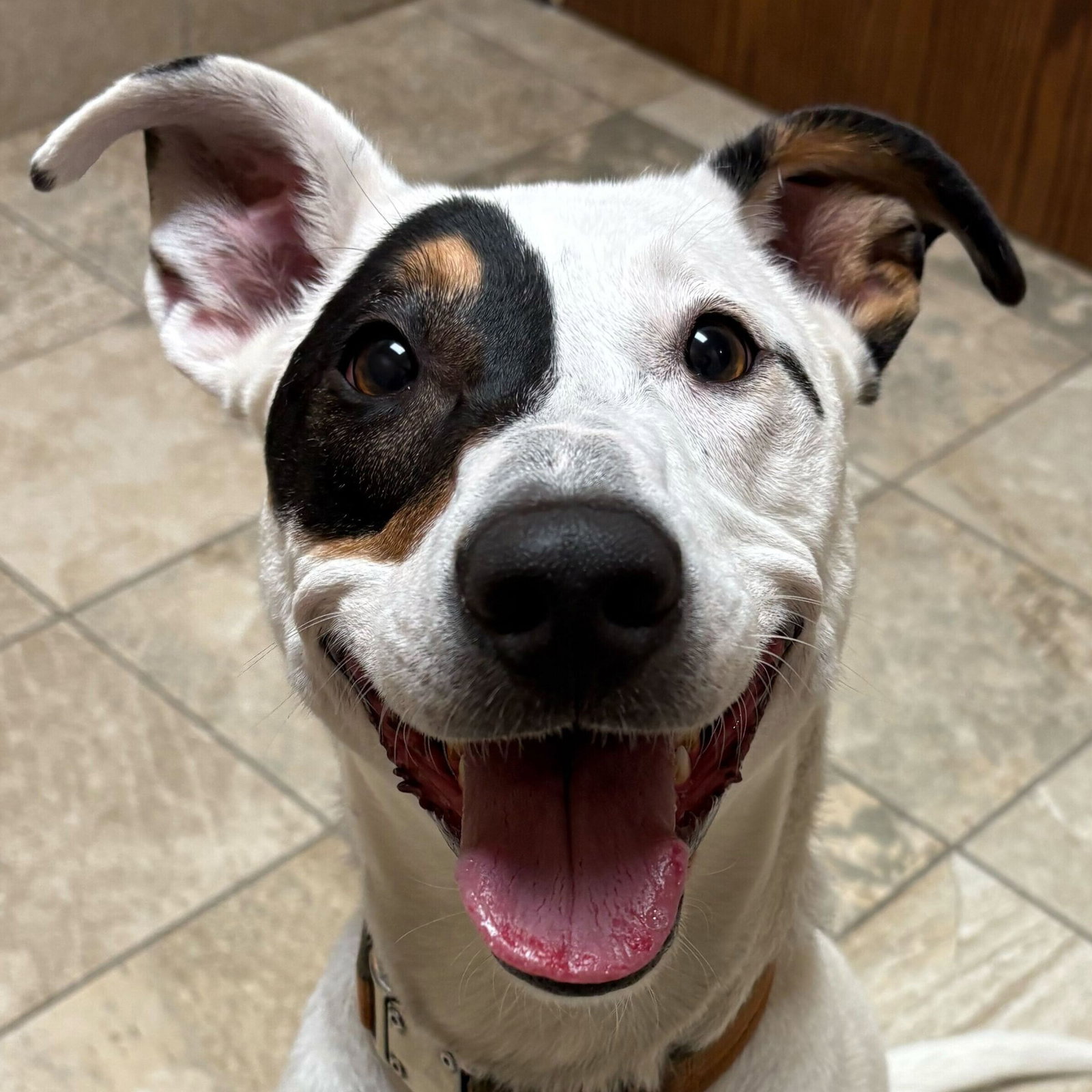 Agave - Name Your Own Adoption Fee!