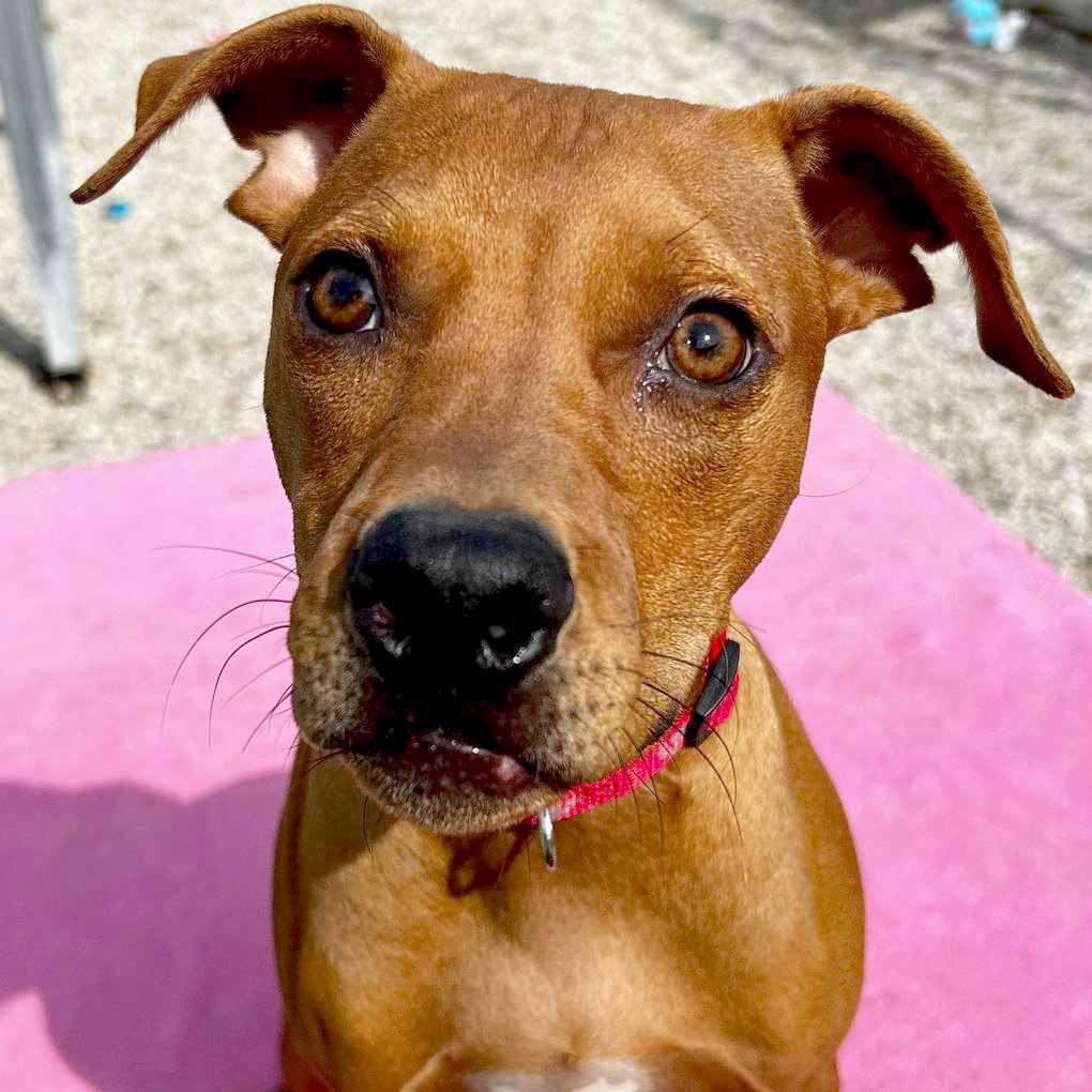 Dog adoption in Fort Atkinson, WI 53538 Terrier / Mixed (short coat