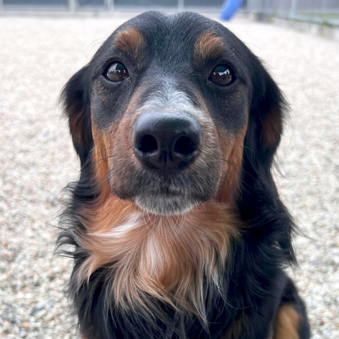 Dog adoption in Fort Atkinson, WI 53538 Dachshund / Australian Cattle