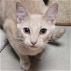 adoptable Cat in fort atkinson, WI named Lager - Adoption Fee Paid!