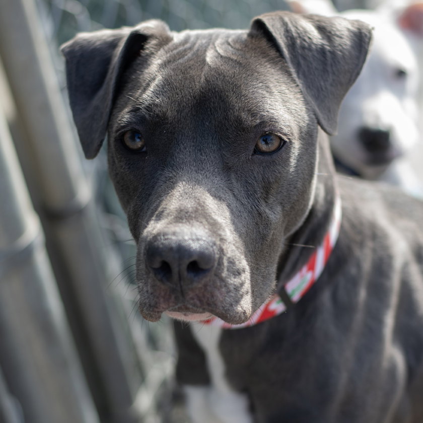 Dog adoption in Fort Atkinson, WI 53538 Whippet / American Pit Bull