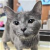 adoptable Cat in , WI named Clarice - Adoption Fee Paid!