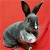 adoptable Rabbit in , WI named Pollyanna