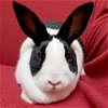 adoptable Rabbit in , WI named Candy - Bonded with Cookie