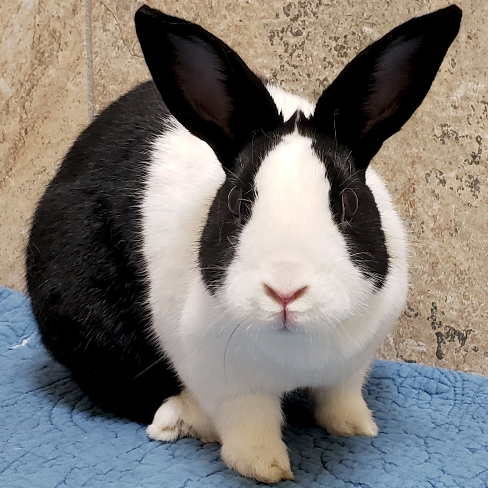 adoptable Rabbit in Fort Atkinson, WI named Candy - Bonded with Cookie