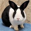 adoptable Rabbit in  named Candy - Bonded with Cookie