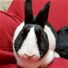 adoptable Rabbit in fort atkinson, WI named Cookie - Bonded with Candy