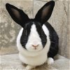 adoptable Rabbit in  named Cookie - Bonded with Candy