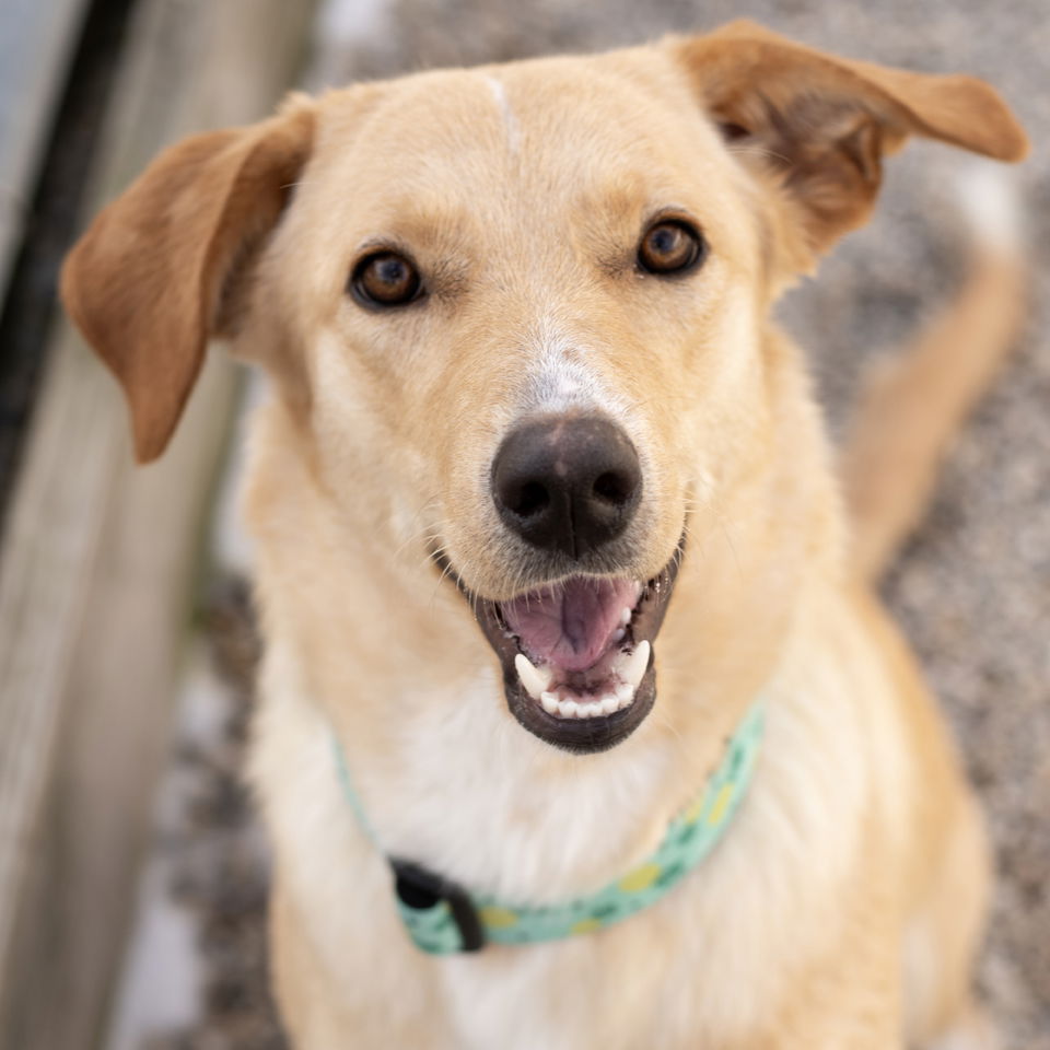 Adoptable Dogs — Humane Society of Jefferson County, Wisconsin