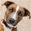 adoptable Dog in fort atkinson, WI named Charlie Calamari - Reduced Fee!