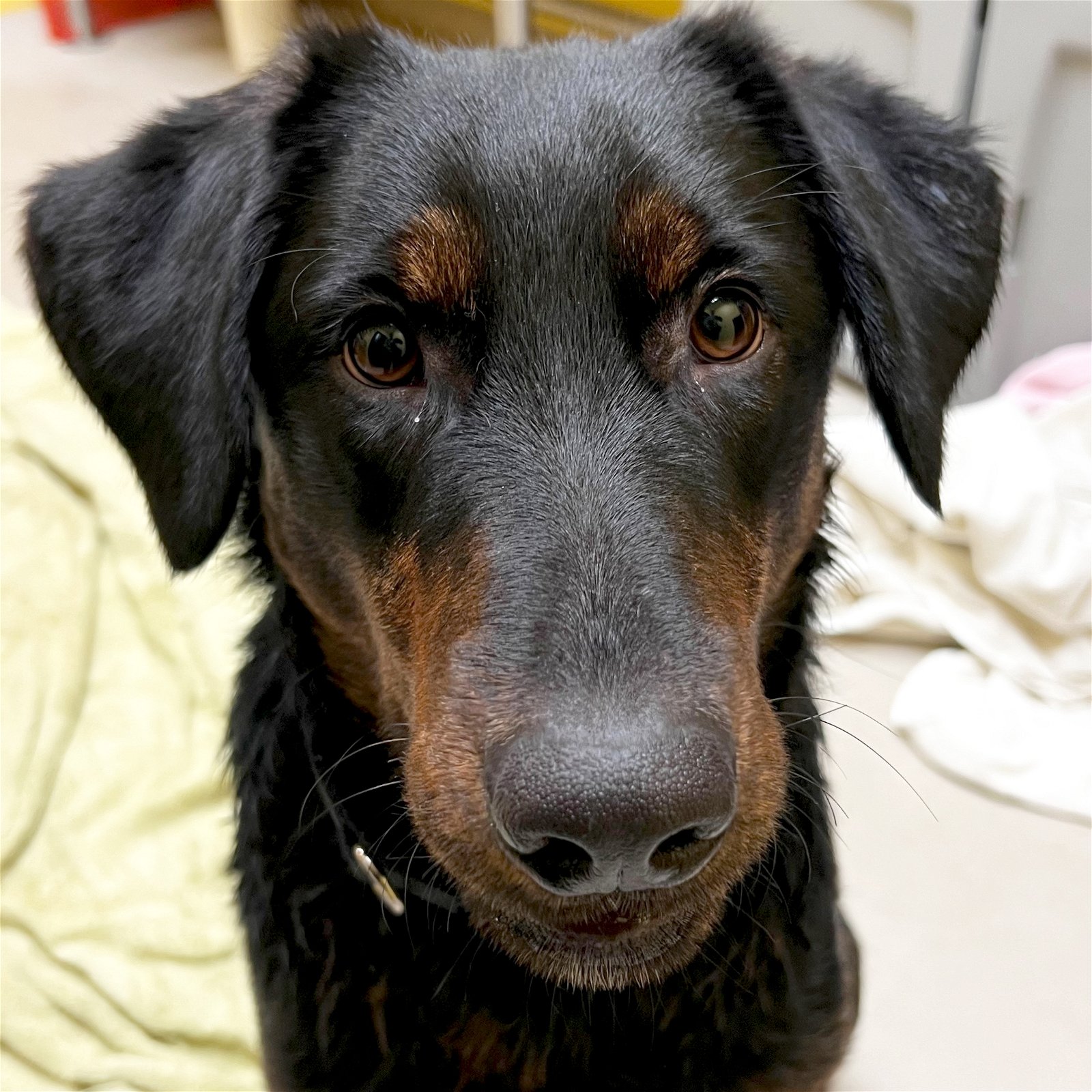 adoptable Dog in Fort Atkinson, WI named Cobbler - Reduced Fee!