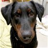 adoptable Dog in fort atkinson, WI named Cobbler