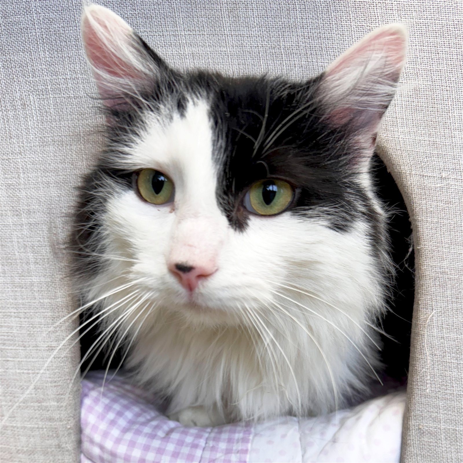 adoptable Cat in Fort Atkinson, WI named Butler - Adoption Fee Paid!