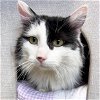 adoptable Cat in  named Butler - Adoption Fee Paid!