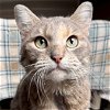 adoptable Cat in fort atkinson, WI named Laci
