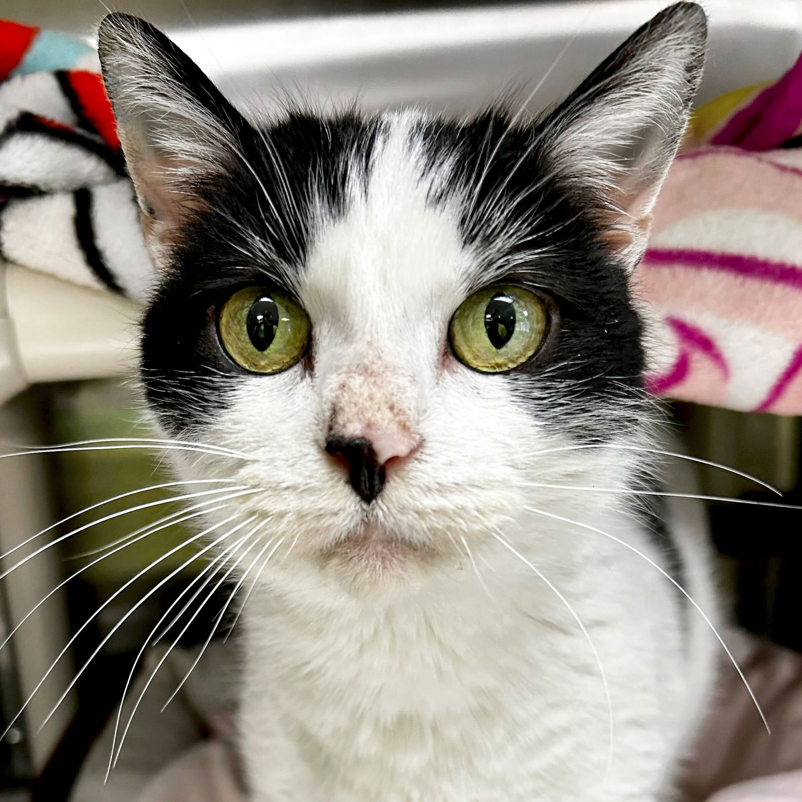 Adoptable Cats — Humane Society Of Jefferson County, Wisconsin