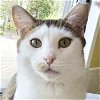 adoptable Cat in fort atkinson, WI named Punxsutawney