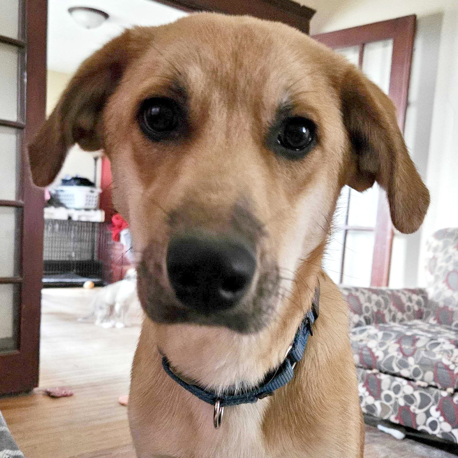 Dog adoption in Fort Atkinson, WI 53538 Great Pyrenees / Australian