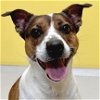 adoptable Dog in fort atkinson, WI named Molly