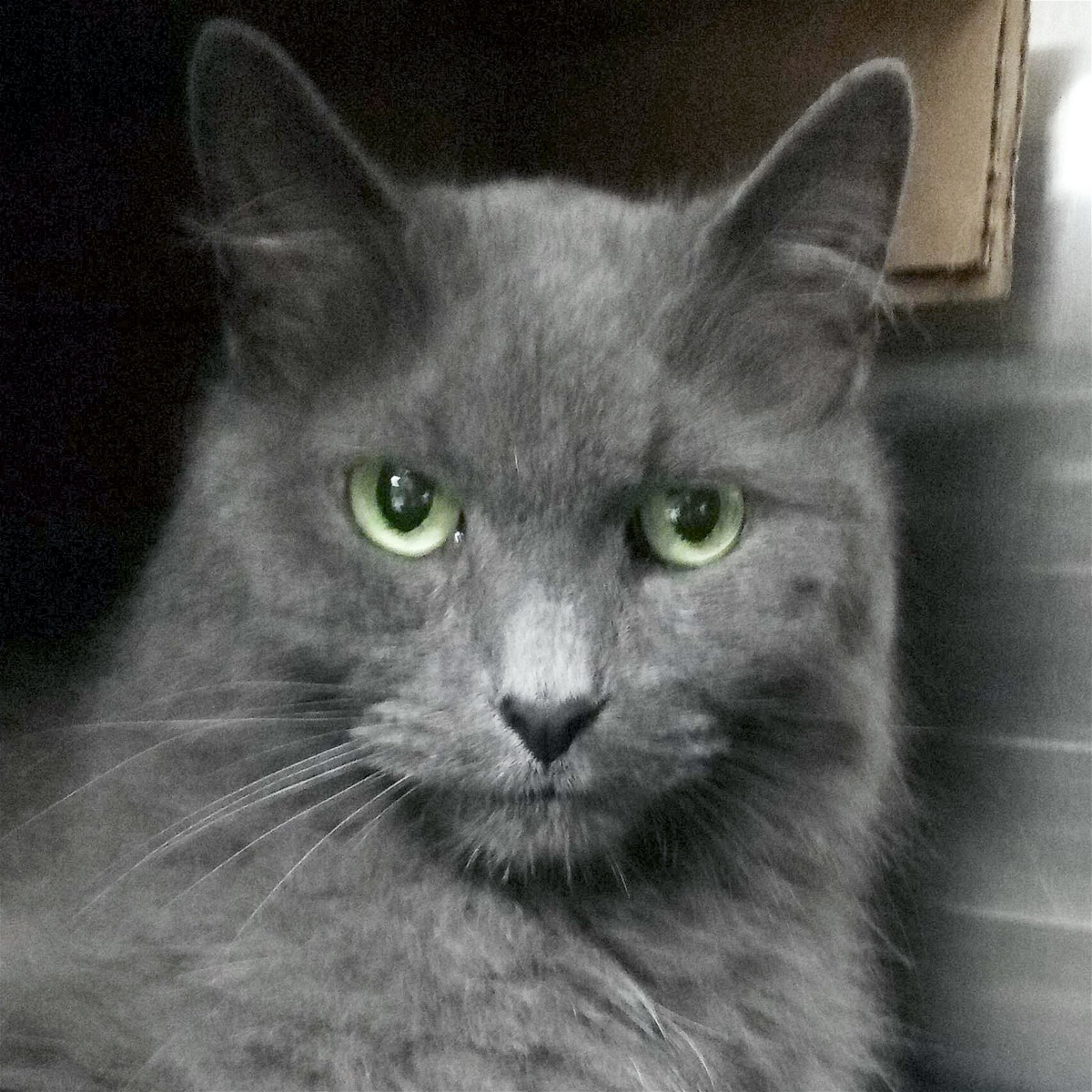 adoptable Cat in Fort Atkinson, WI named Noah - Adoption Fee Paid!