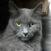 adoptable Cat in , WI named Noah - Reduced Fee!