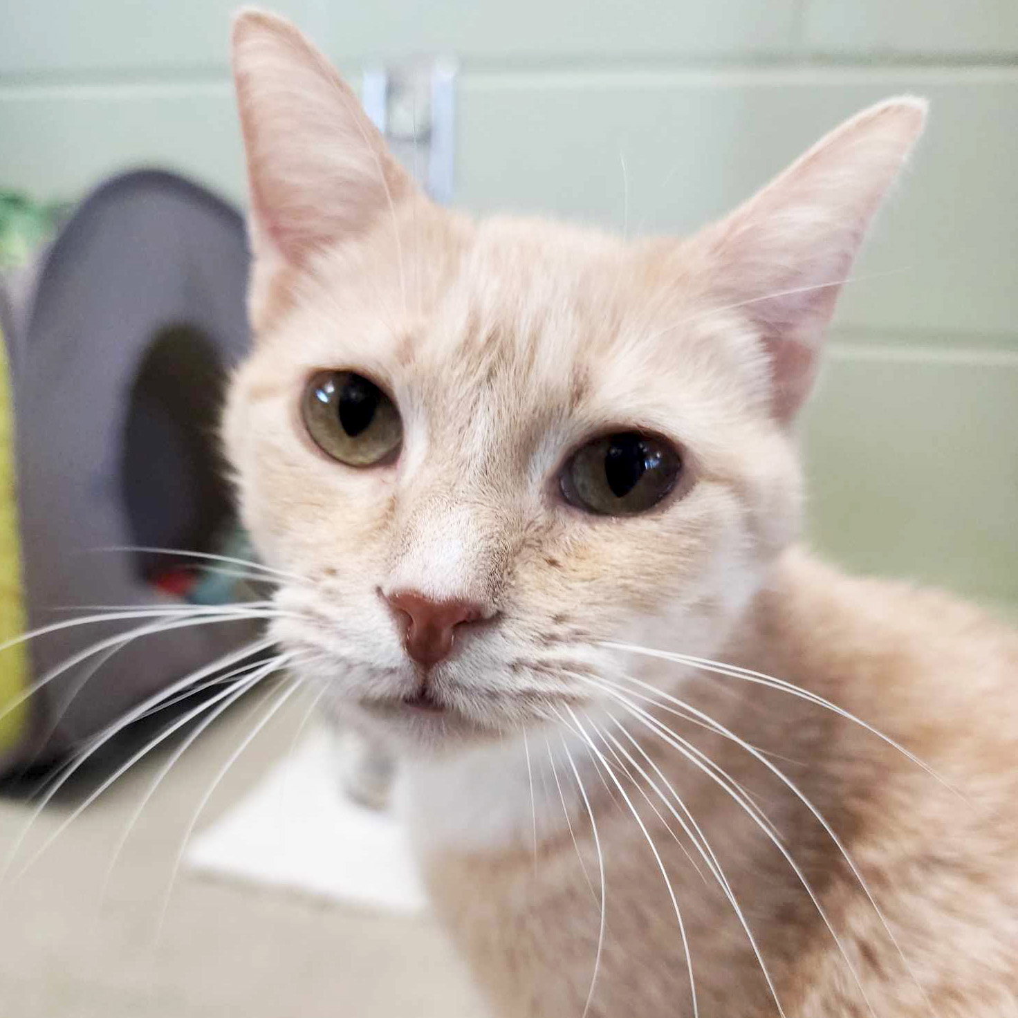 Cat adoption in Fort Atkinson, WI 53538 Domestic Short Hair (short