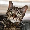 adoptable Cat in fort atkinson, WI named Pumbaa