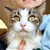 adoptable Cat in , WI named Boots - Adoption Fee Paid!